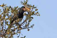 Bycanistes bucinator